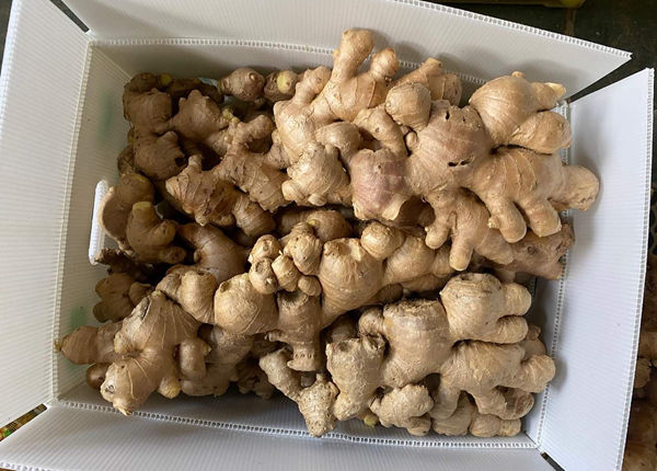 chinese new harvested young fresh ginger