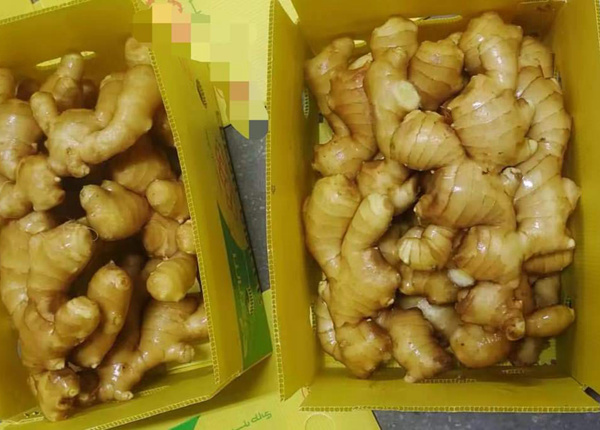 golden supplier in china-fresh ginger air-dried ginger from china