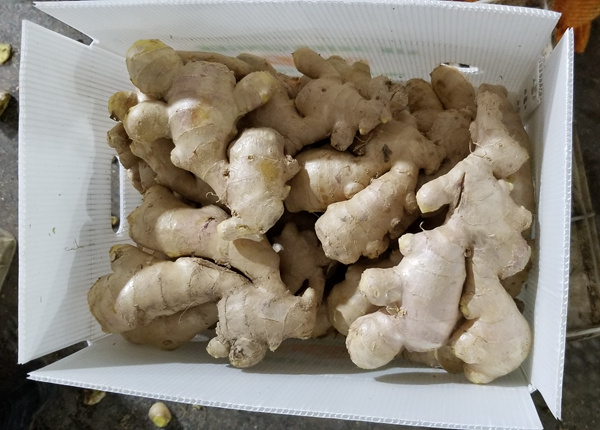 to europe from factory exporting new season fresh ginger
