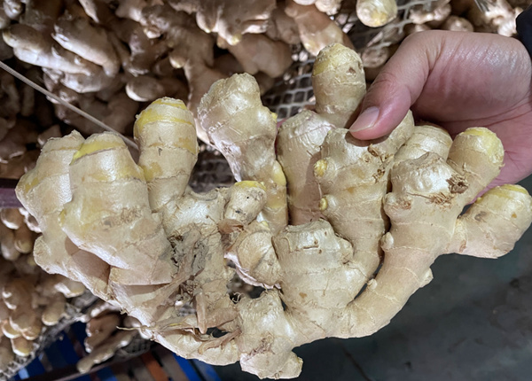 eu fresh ginger 13kg pvc box air dried fresh ginger for eu market