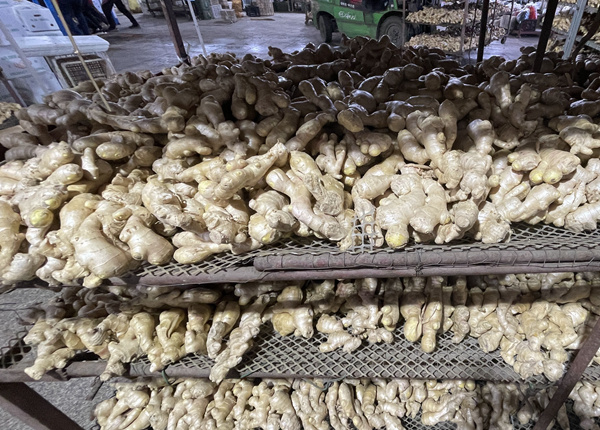 eu fresh ginger 13kg pvc box air dried fresh ginger for eu market