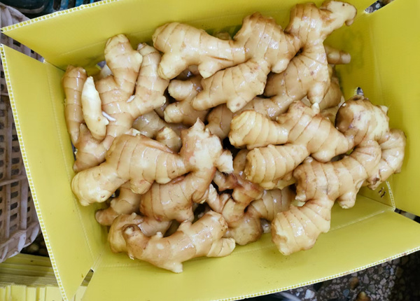 china fresh semi air dried ginger