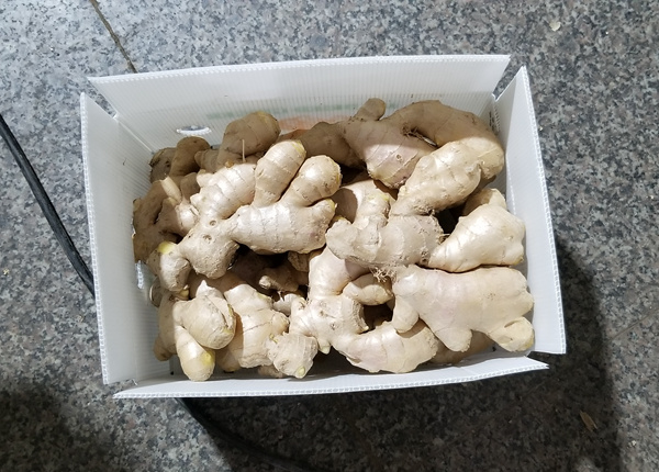 air dry fresh ginger in 5kg pvc box