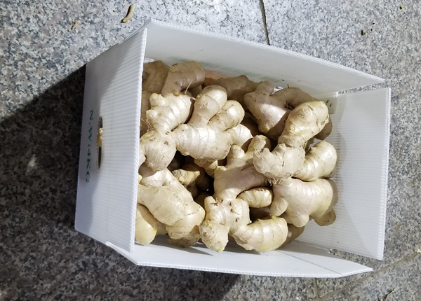 air dry fresh ginger in 5kg pvc box