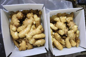 golden supplier in china-fresh ginger air-dried ginger from china