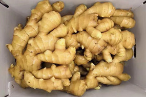 premium grade of fresh ginger low price ail supply