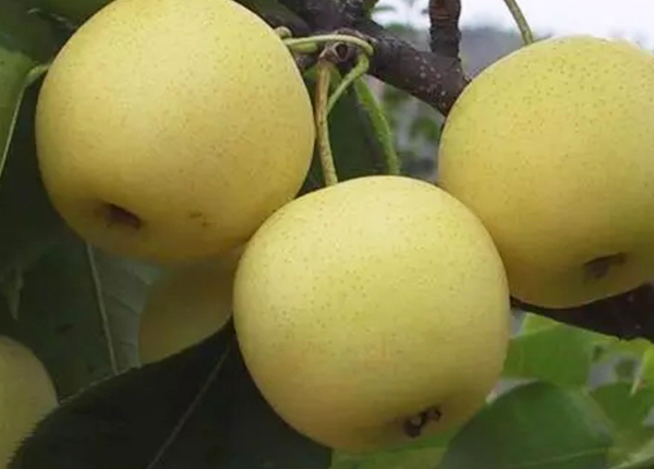 Other variety pear