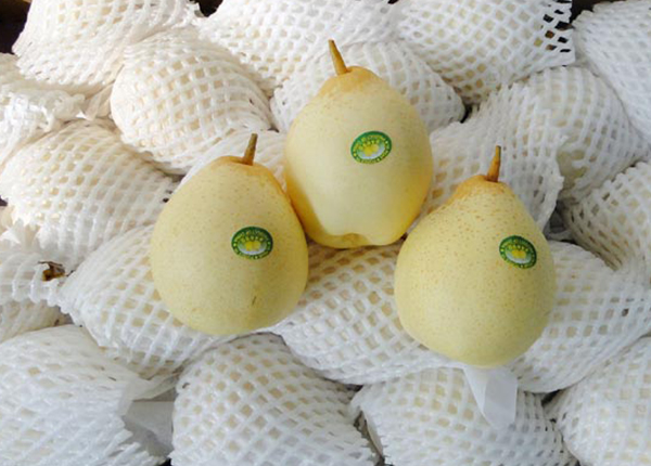 pear fresh ya pear at factory price