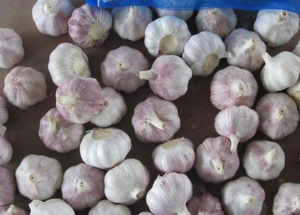 china best quality fresh garlic for cote d'ivoire