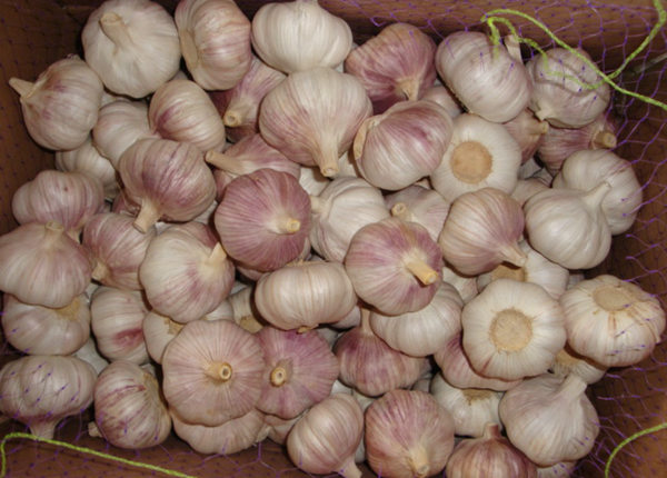 fresh natural white garlic supplier from china cheap price