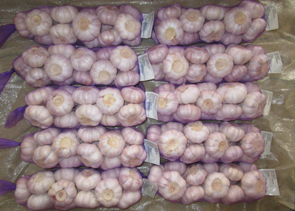 fresh natural white garlic supplier from china cheap price