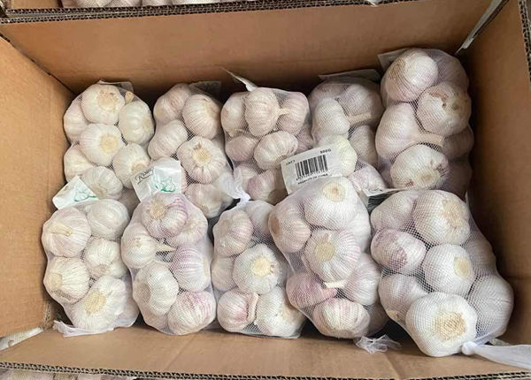 shandong garlic orangic garlic 500g net per bag
