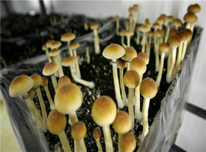 magic mushrooms supplier with best price