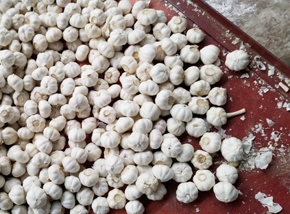 10kg net bag pure white garlic shipment from Qingdao Port to Kenya today