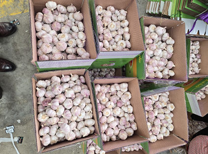 in december, our company exported fresh garlic and carrots to mayotte