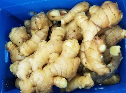 4.5kg fresh high quality ginger 