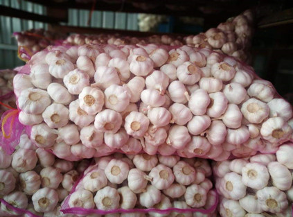 garlic,garlic exports,garlic price,China garlic price