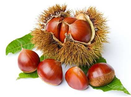 2026 China fresh chestnut production in Hebei, Tai’an and Dandong, raw chestnut harvest for export