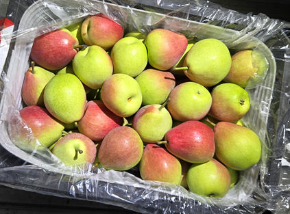 our company boosts fresh pear exports in september, deploying multi-specification layout for the middle east and russian markets