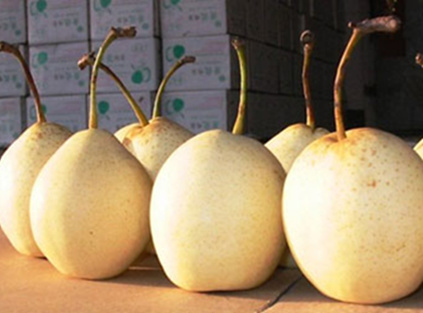 exports of chinese pears: 62% surge in the middle east, steady growth in europe