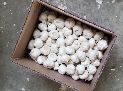 pure white garlic 