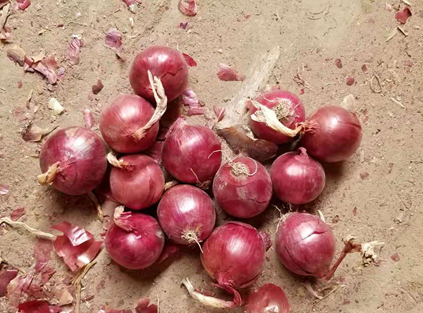 red onion supplier,red onion to Dubai,onion to Bangladesh