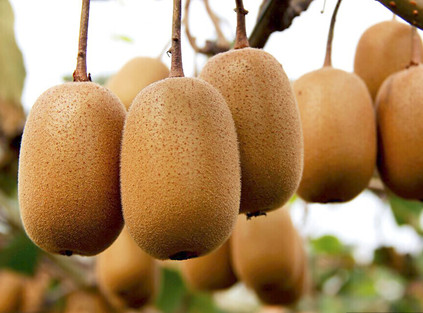 zespri sungold kiwifruit: illicit planting area in china nears that of new zealand, market share under pressure