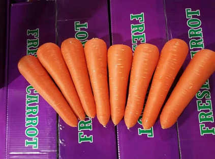 fresh carrot