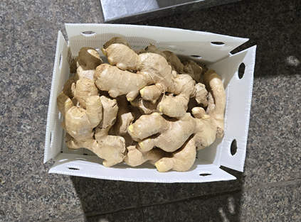 export fresh air-dried ginger to Iran in May 2025