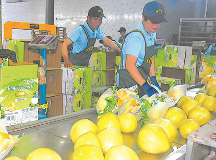 pinghe honey pomelos: strong export momentum in the new harvest season