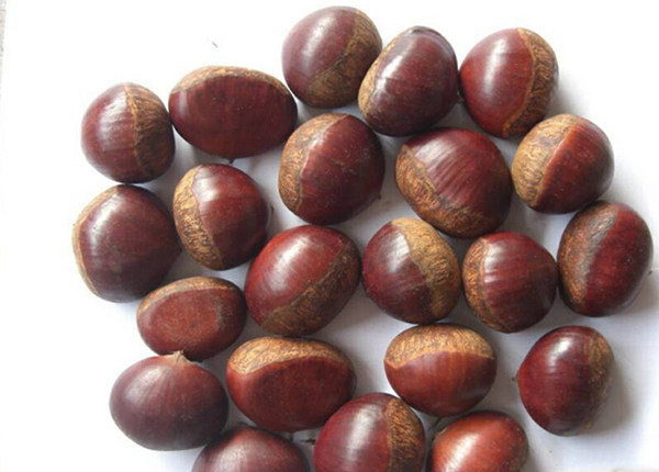  5kg jute bag 80-100 grains small organic fresh chestnut 