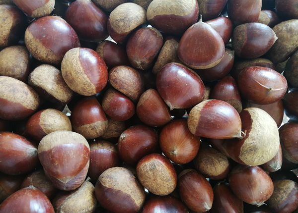  5kg jute bag 80-100 grains small organic fresh chestnut 