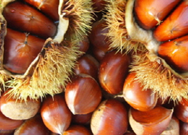 Chestnut