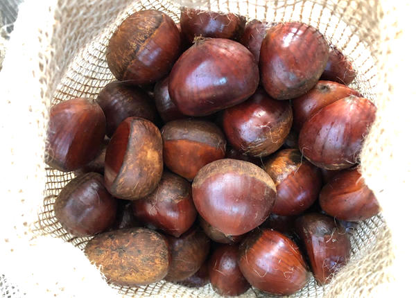 factory price chinese fresh chestnut with sack gunny bag packing