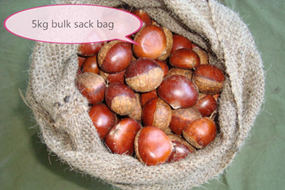 new crop chinese chestnuts supplier