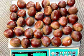  size 30/40/50/60 dandong fresh chestnut 1kg bag