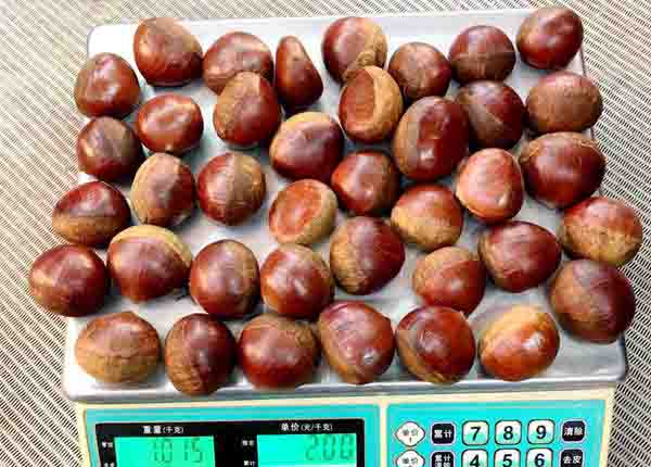 size 30/40/50/60 dandong fresh chestnut 1kg bag