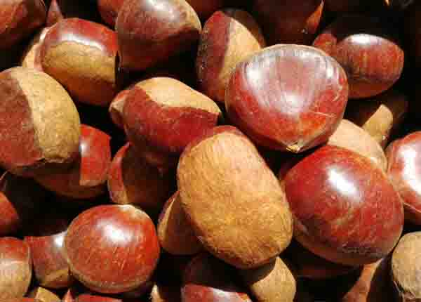 wholesale chinese chestnut price with fda