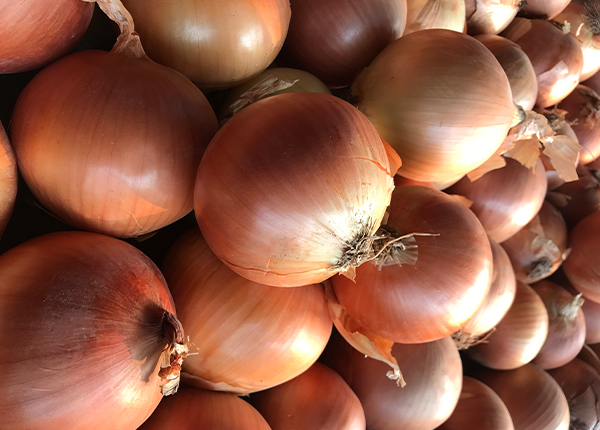 fresh onion