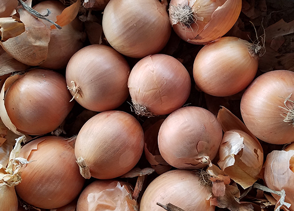 fresh onion