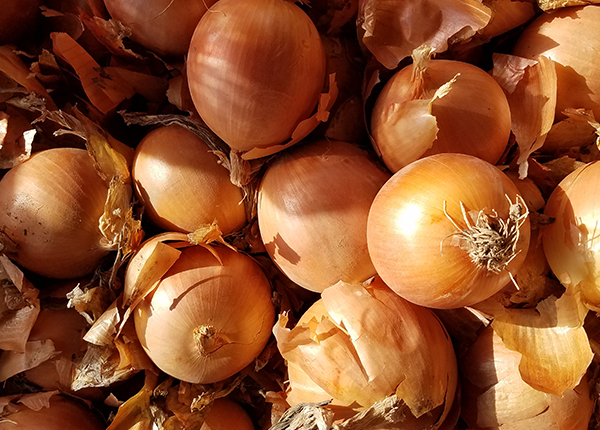 fresh onion