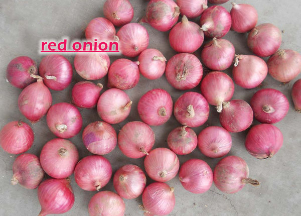 fresh red onion