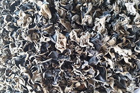 White Black Fungus