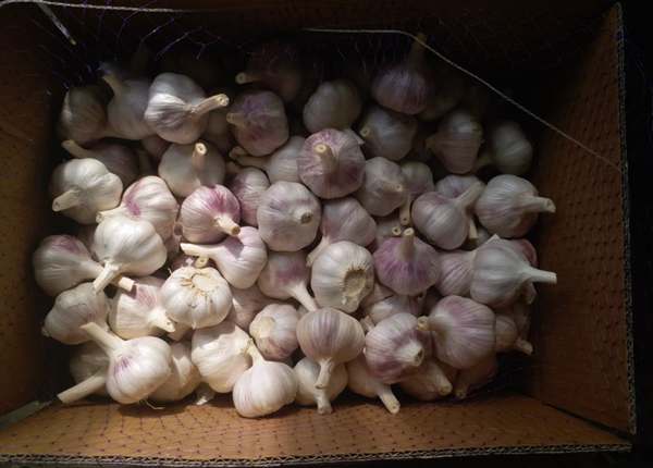 garlic-suppliers-in-china