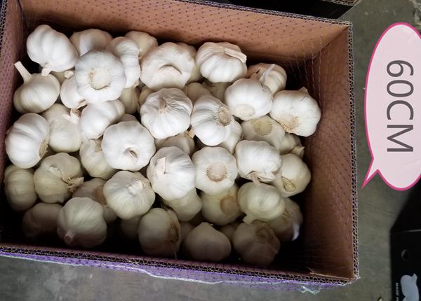 garlic wholesalers in kenya