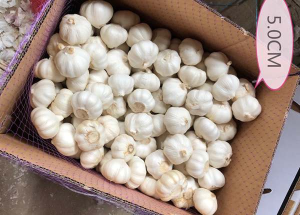 garlic wholesalers in kenya