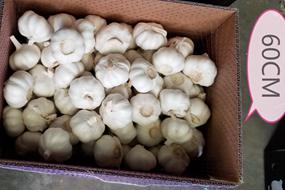 garlic wholesalers in kenya