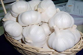 pure white garlic