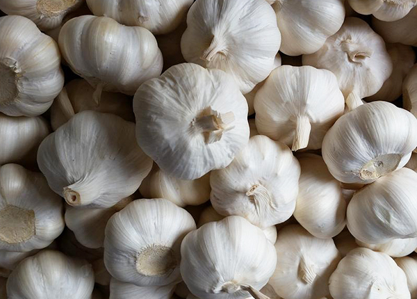 pure white garlic