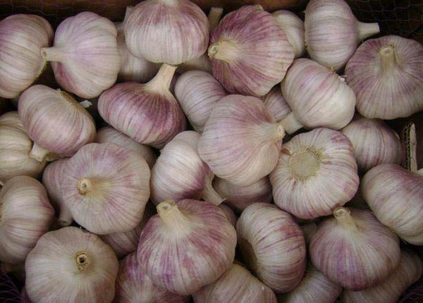 new crop fresh normal white red chinese garlic